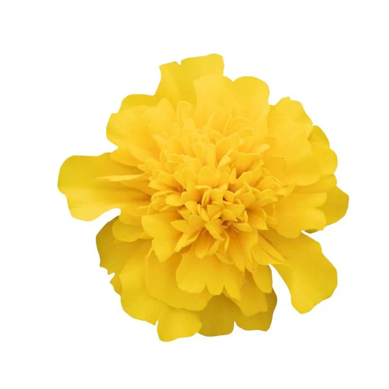 Marigold ZENITH F1 Deep Yellow 60 Seeds NonGMO by THE BROOKLYN BOTANICAL GARDENS