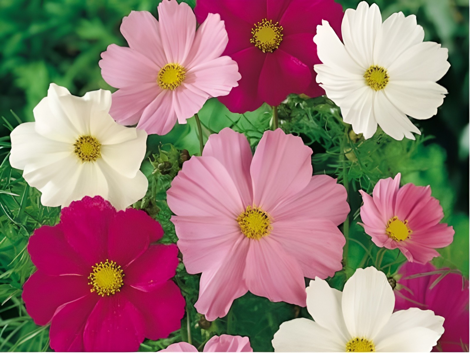 250 Sensation Cosmos Seeds – Classic Cosmos – Easy to Grow & Long Blooming