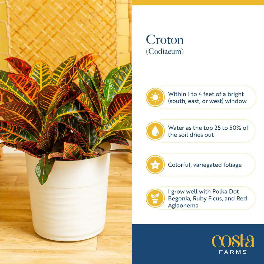 Croton Petra Indoor Plant in 8.75 Decor Planter, Avg. Shipping Height 2-3 Ft. Ta