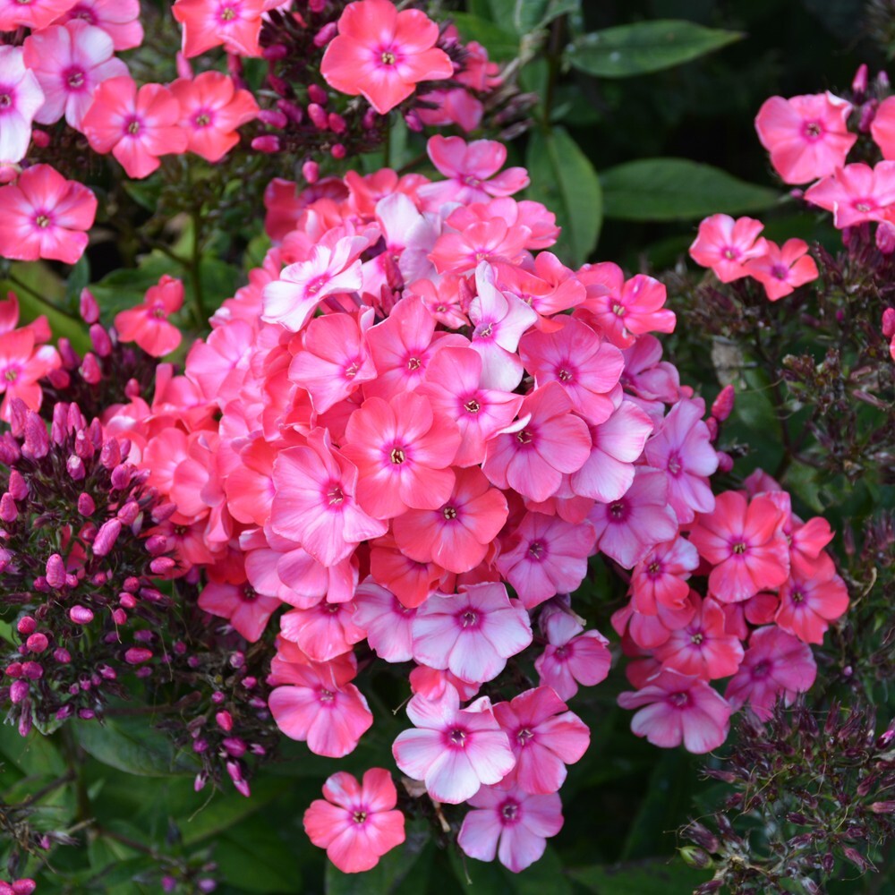 100+ Glamour Girl Phlox Seeds for Garden Planting – USA – FREE SHIPPING!