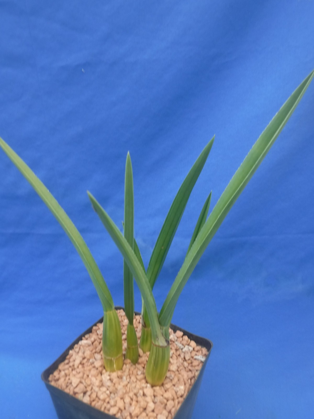 Eulophia petersii 5 Stems Amazng Flowr Desert Orchid Succulent Plant 12″ Tall W3