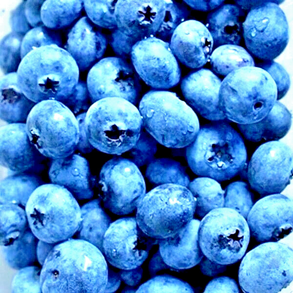 200+ EUROPEAN BLUEBERRY SEEDS BILBERRY RARE AUTUMN LOW BUSH SWEET DELICIOUS USA