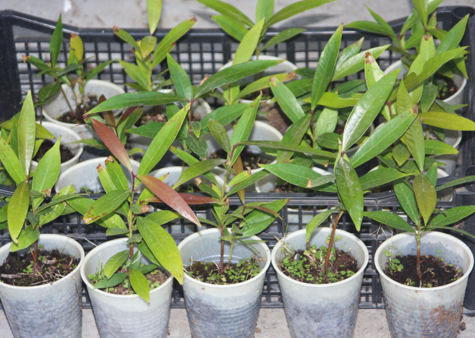 Golden ROSE APPLE Syzygium Jambos Tropical BIG Fruit Seedling Rooted Plant Tree