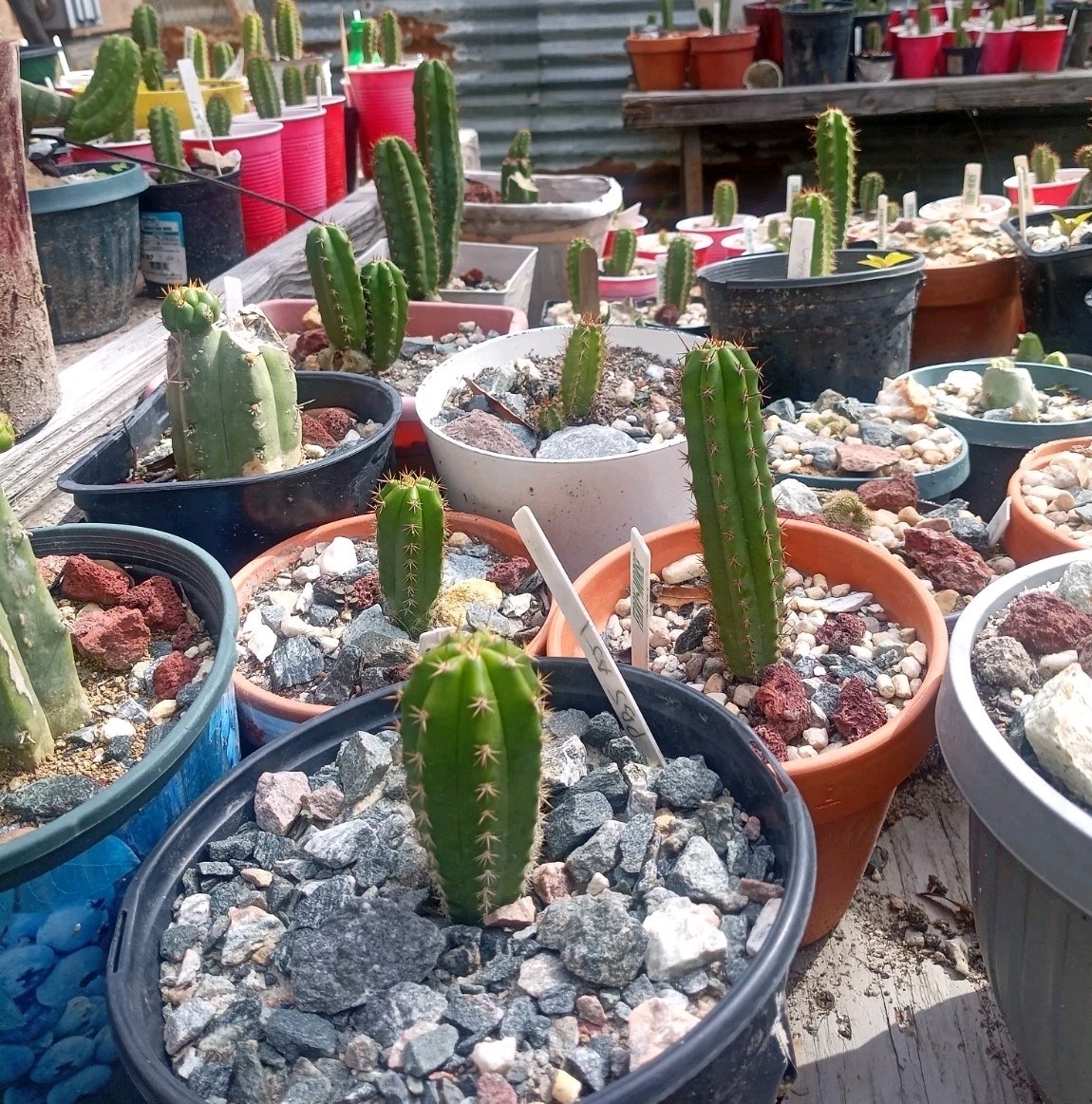 Echinopsis Rare Seed Grown Yearling packs of 5 for 20$?Cultivars In Description