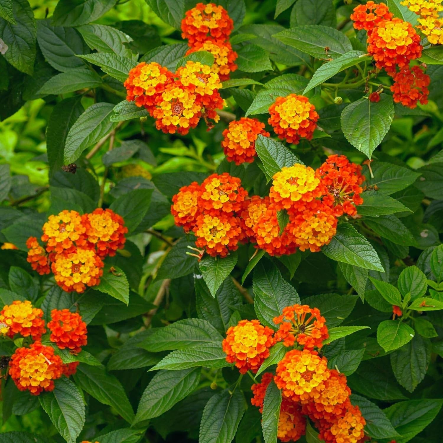 Radiation Lantana Bushes, Live Plants in 2.5″ Cubes (Lantana Camara ‘Radiation’)