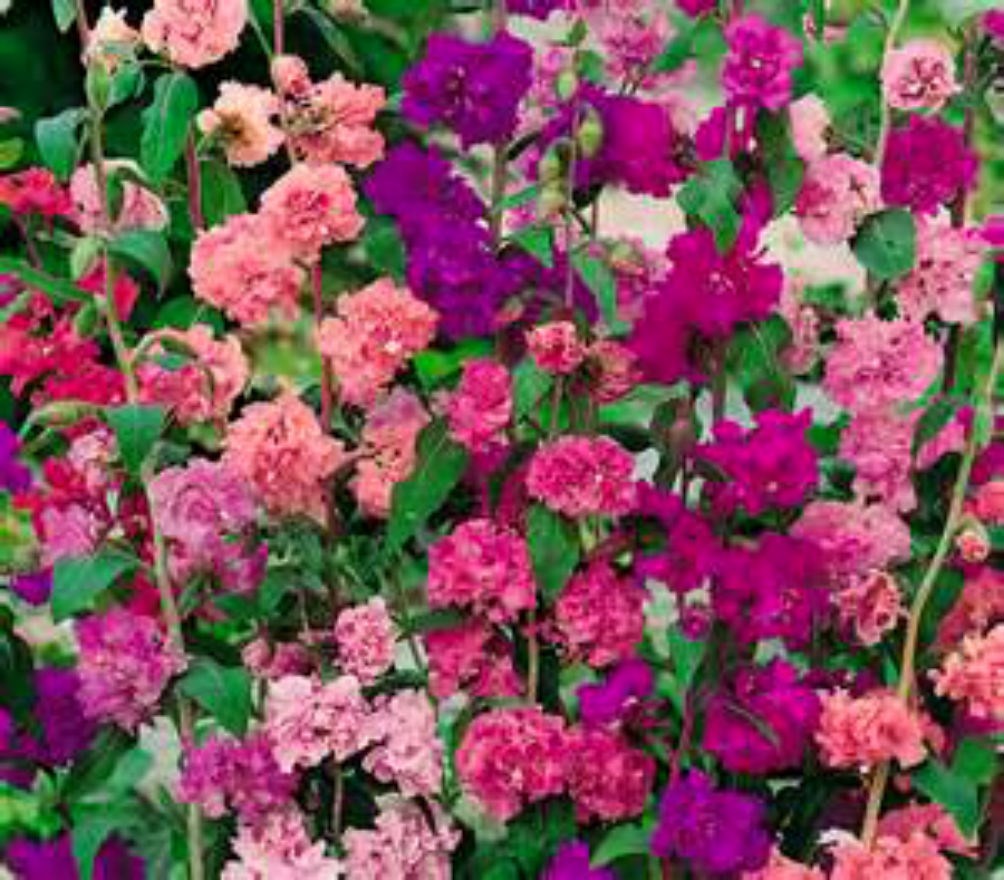 MOUNTAIN GARLAND- MIXED BRIGHT COLORS – 50 SEEDS Comb. S/H! SEE OUR STORE