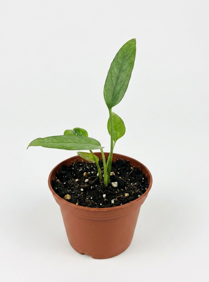 Rare Cebu Blue Pothos Climbing Indoor Outdoor Live Plant Rooted 2 Inch Pot