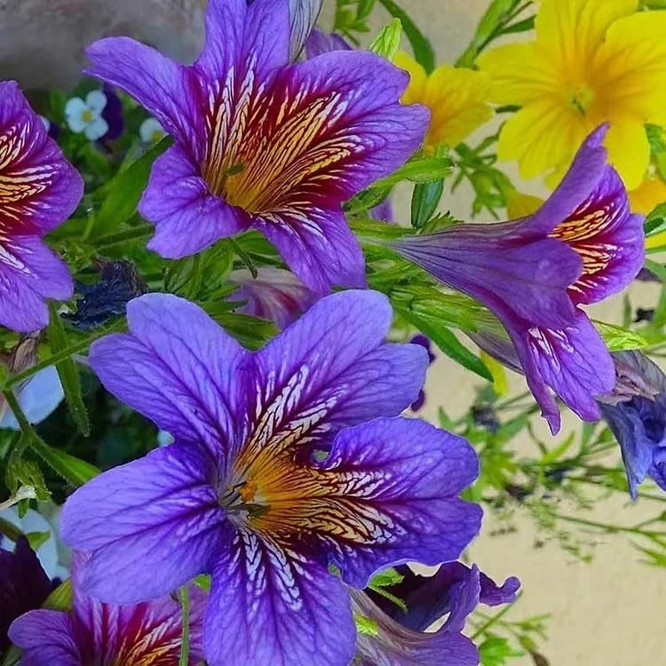 100 Heirloom Chilean Morning Glory Seeds – Stunning Annual & Perennial Flowers
