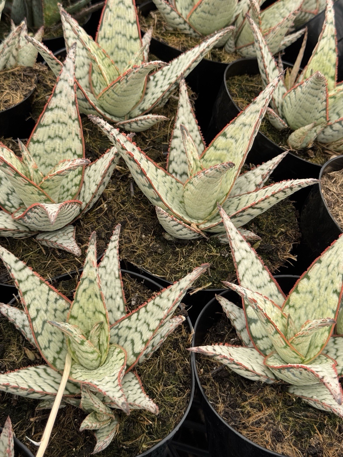 Aloe Candy Cane Red Green White – 4” Pot