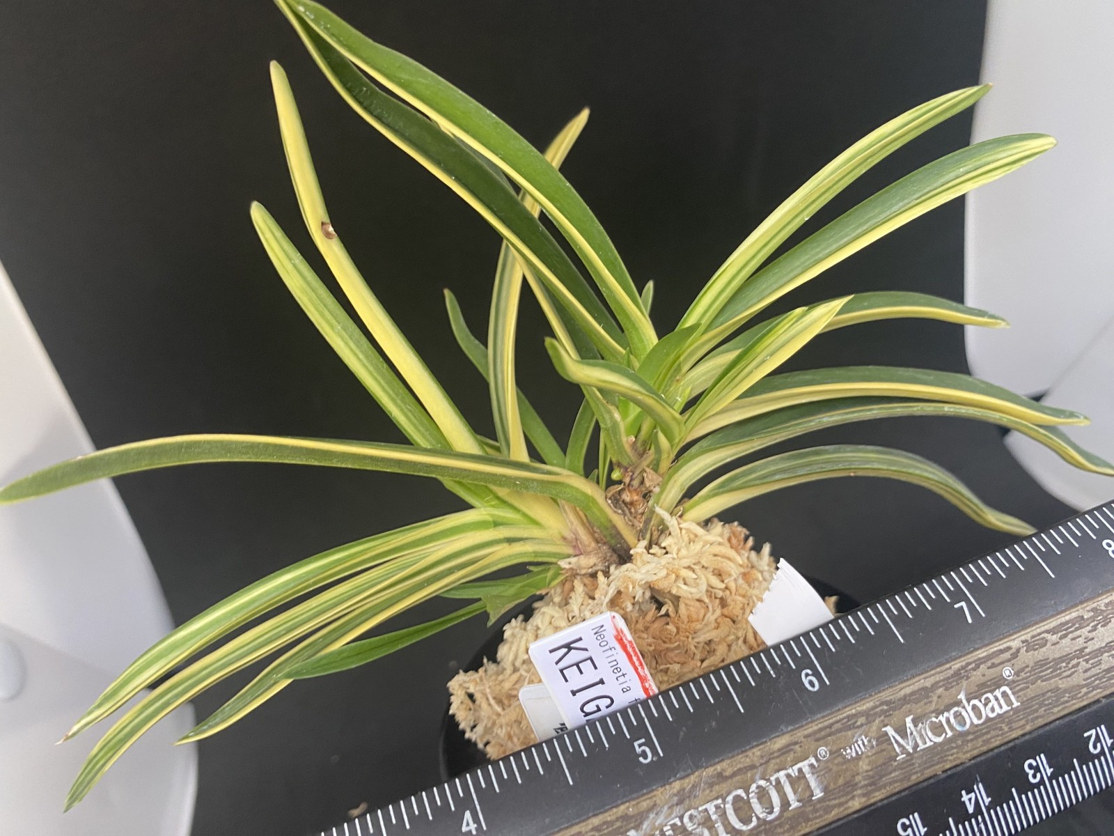 Neofinetia falcata A325DK132. KEIGA 慶賀