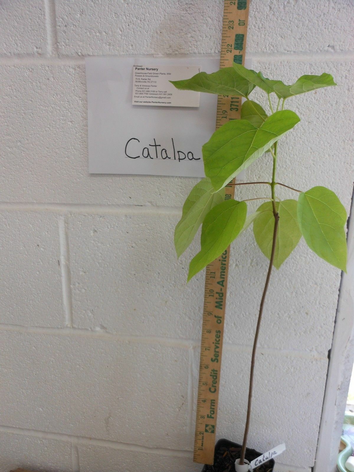 Catalpa tree qt. pot