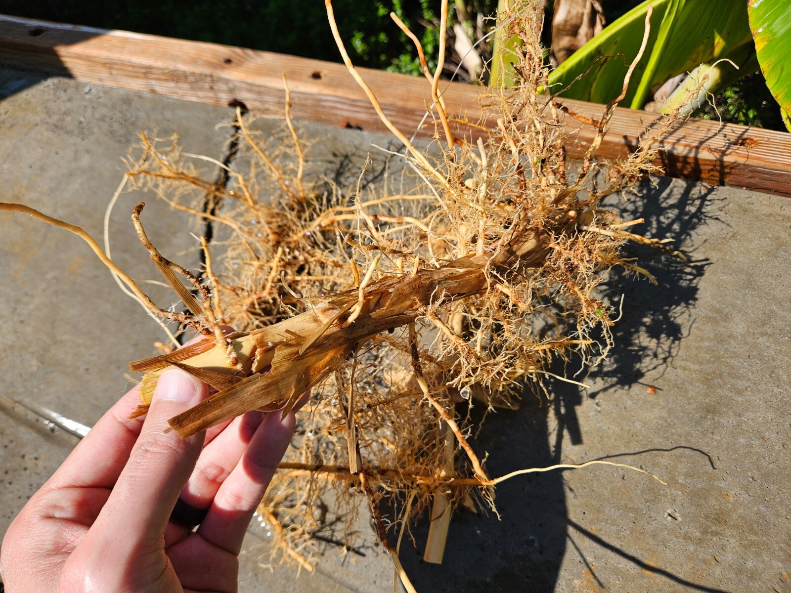 Madake Bamboo (3) Rhizomes (Phyllostachys bambusoides) – Japanese Timber Bamboo