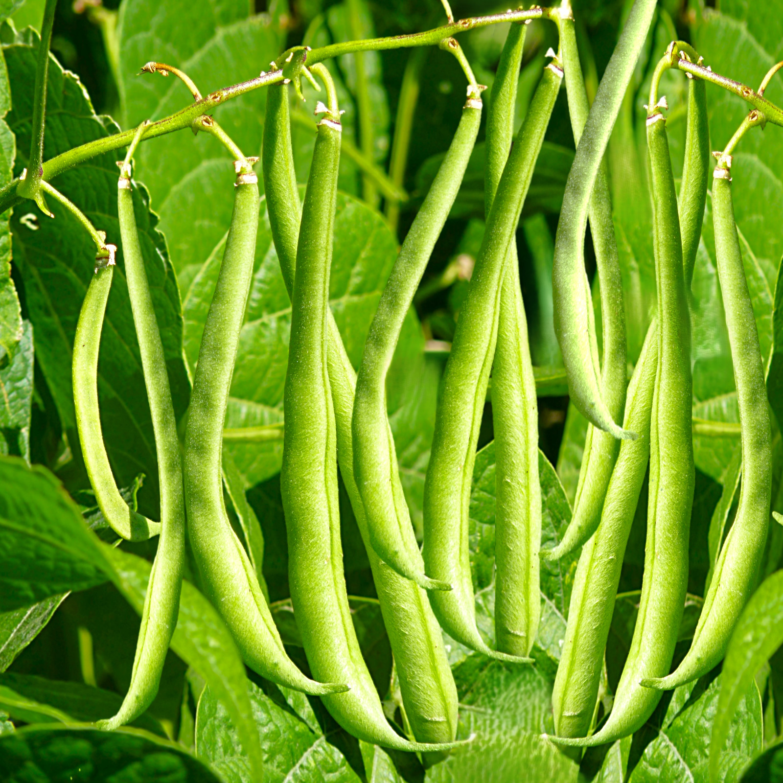 Haricots Vert French Filet Green Bean Seeds | Gourmet Masai Fine Sieve Seed 2025