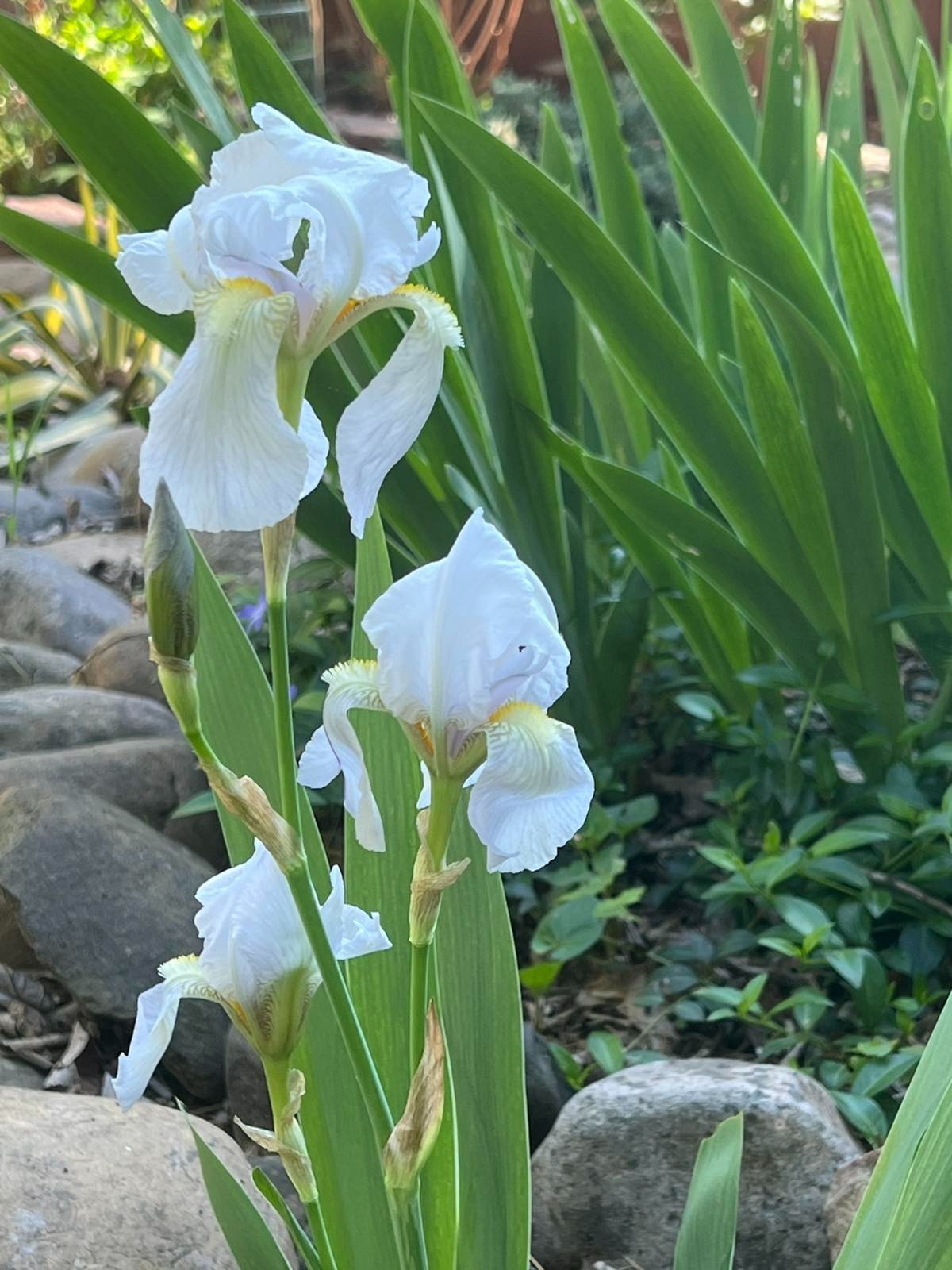 8x Iris Live Bulbs Mixed Varieties Tall 4 Purple+4 White Lavender Freshly Dug