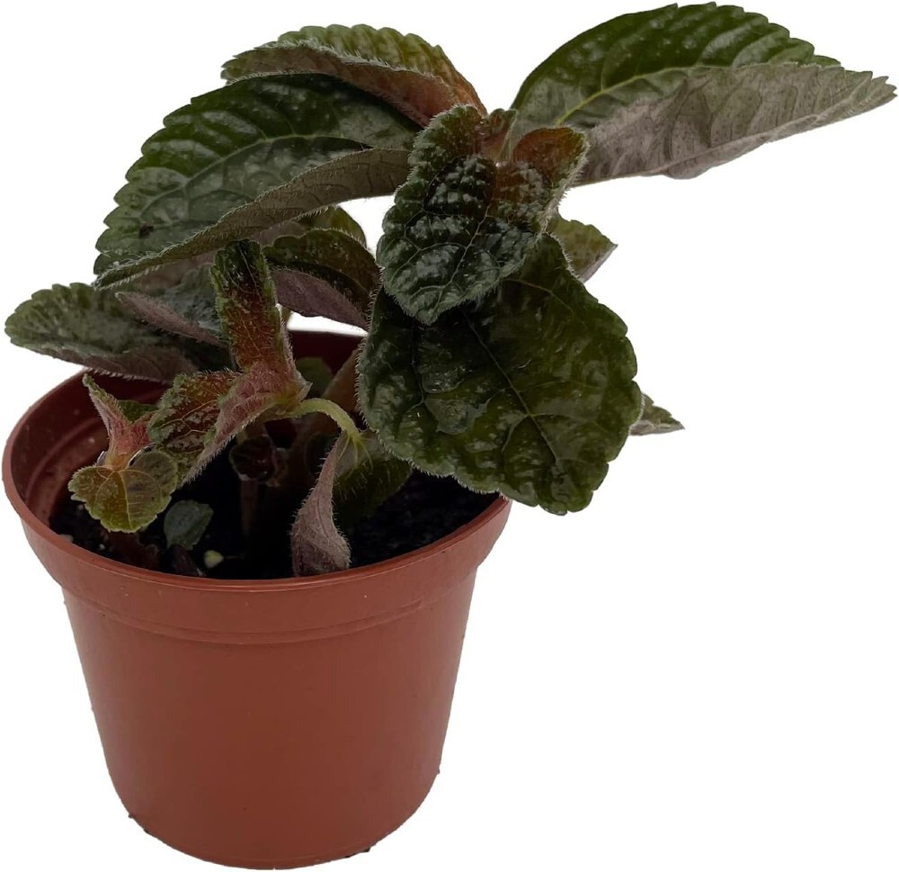 Pilea Chocolate Mysterious Dark Foliage Easy To Grow Indoors Live Plant 2.5″ Pot