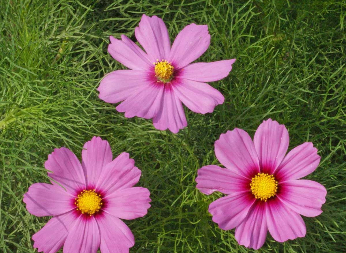 1000 Cosmos ‘Gloria’ Flower Seeds Bipinnatus