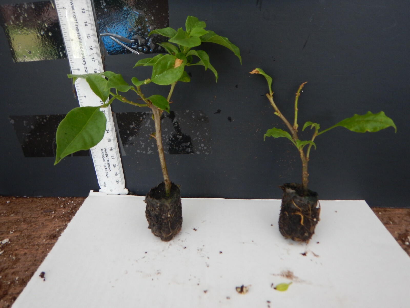 Well Rooted **CALIFORNIA GOLD** Live Bougainvillea starter/plug plant*