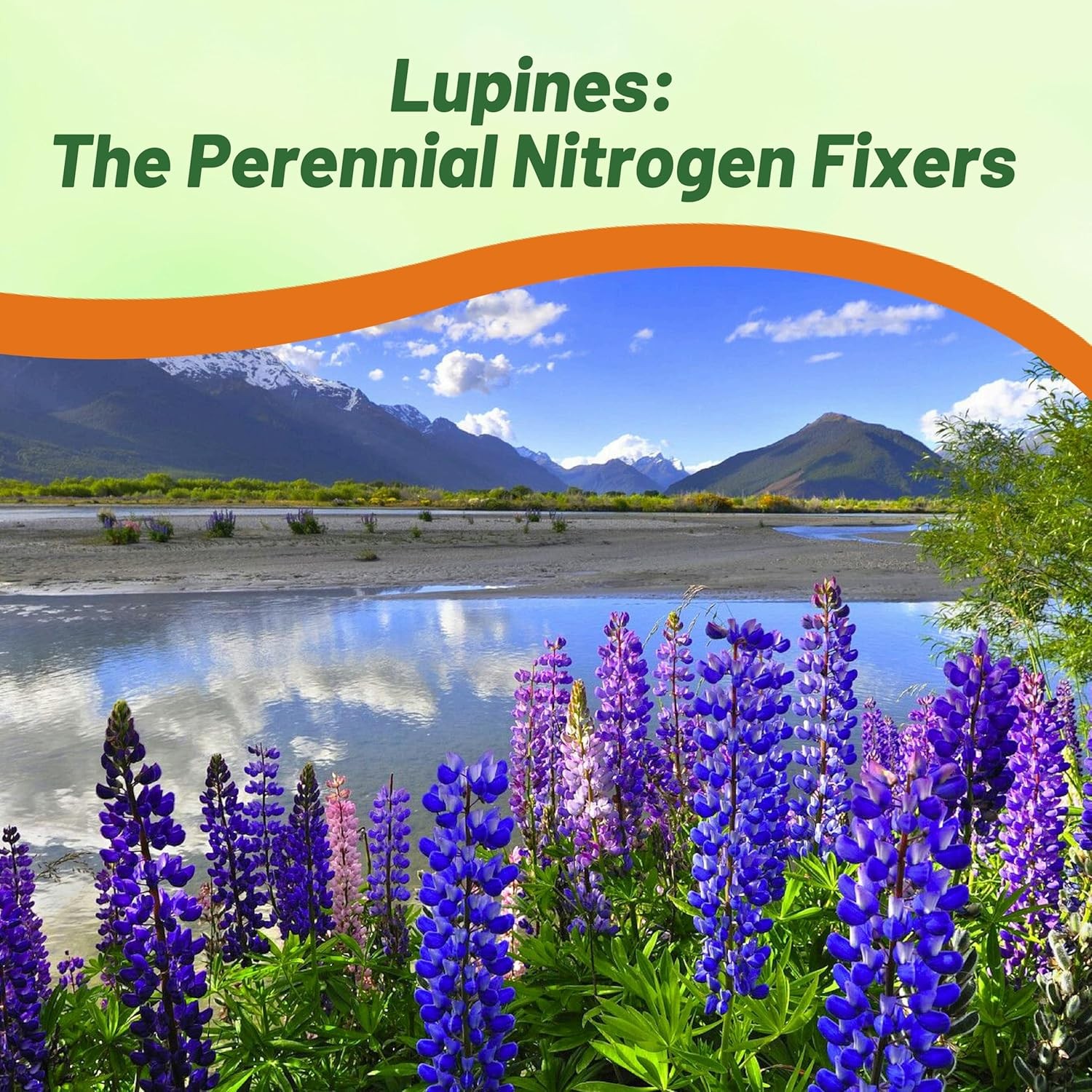 500 Seeds Blue Perennial Lupine Seeds For Planting | Lupinus Perennis Wild