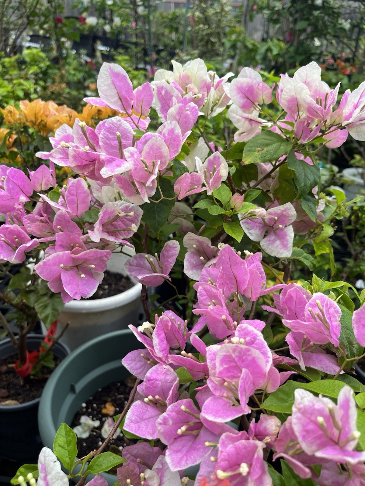 Multi 漳红樱三角梅 Makris/Aiskrim (Ice Cream) bougainvillea Bonsai own 18-20 in
