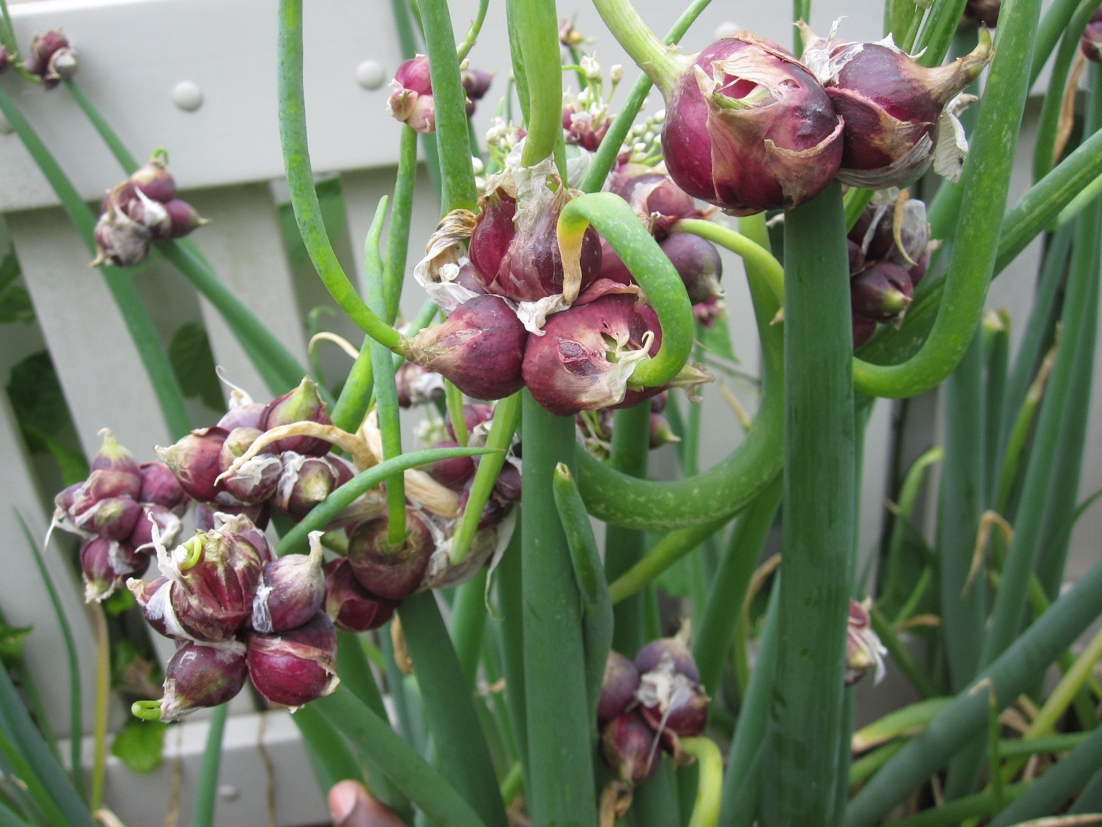 Egyptian Walking Onions Bulbs 10 Large Size Lot Organic Heirloom 2026 Harvest