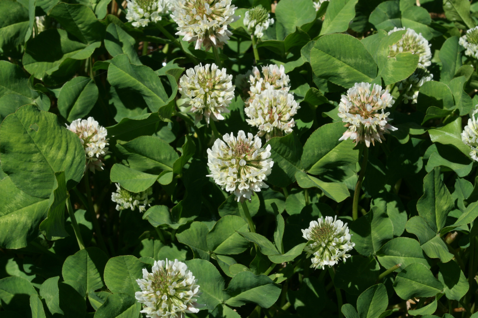 1LB White Ladino Clover Seeds Deer Turkey Pasture Bees