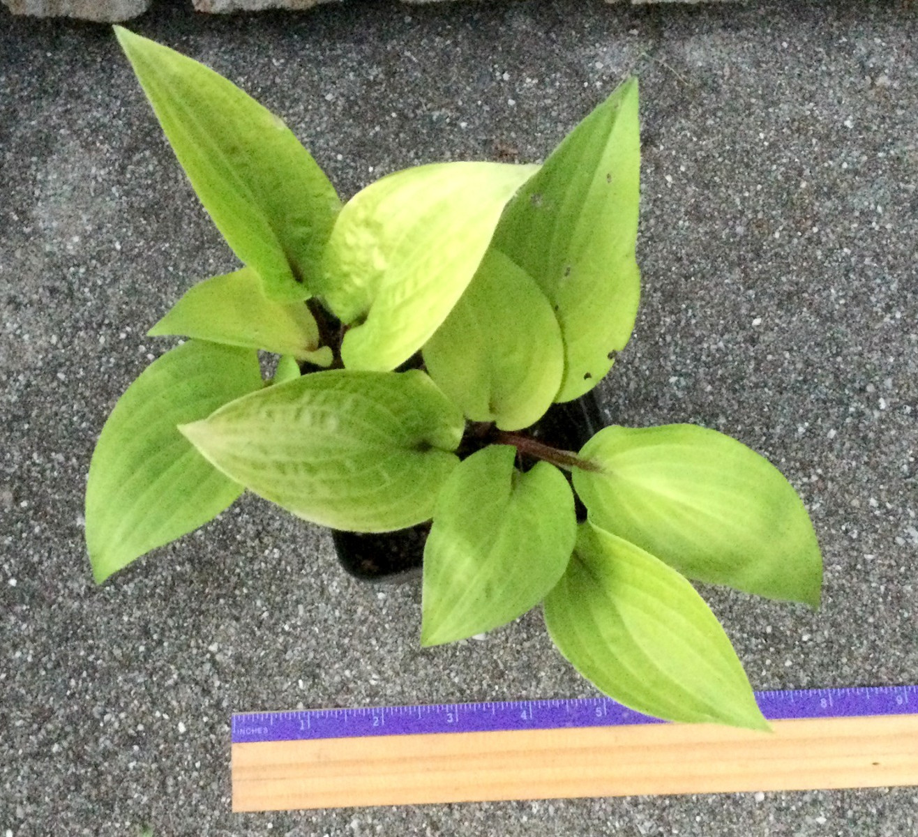 2 Fire Island Hosta Starter Plants -brilliant yellow gold chartreuse green color