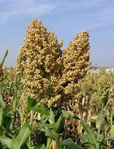 Sweet Sugar DRIP Sorghum Seeds – Makes a Sweet Syrup MMmmmmmm.It’s Good