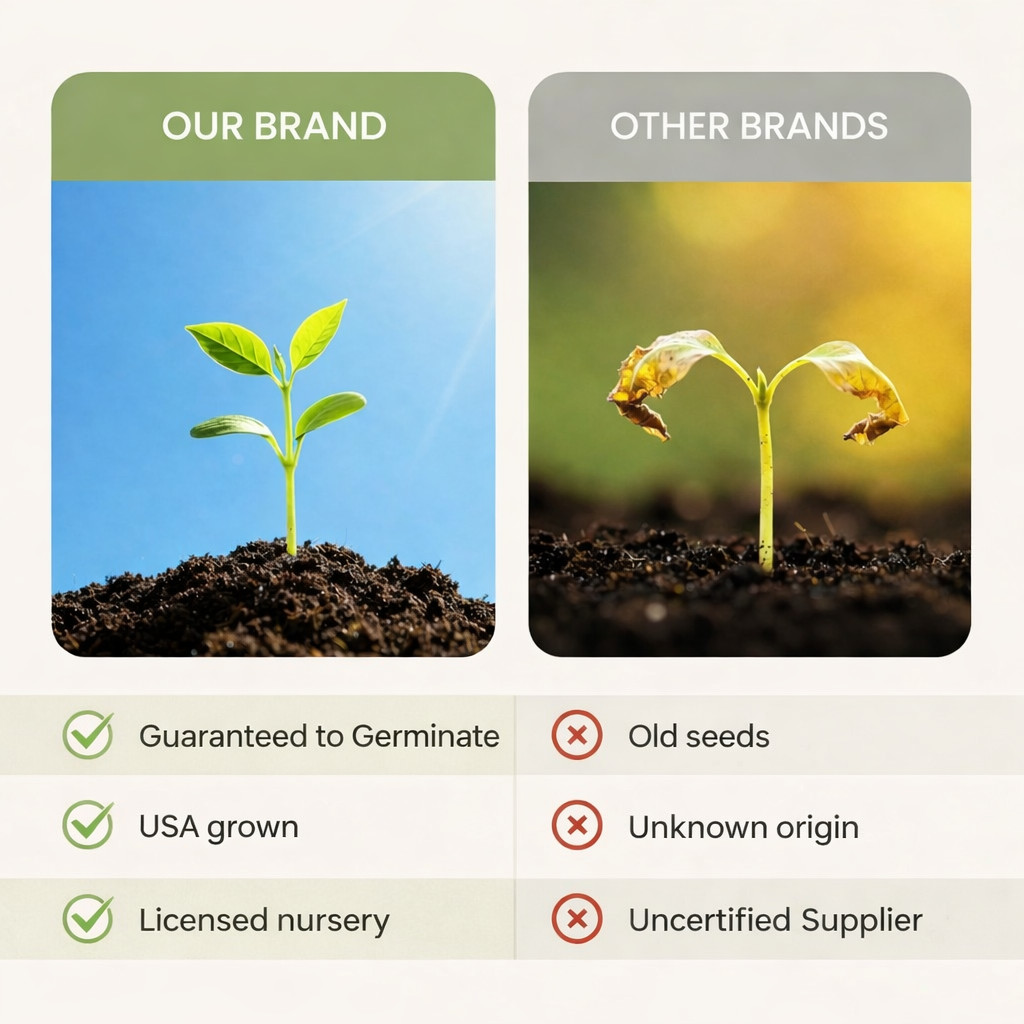 1200 Cilantro Seeds Heirloom Coriander Herb Garden Fresh Easy Grow