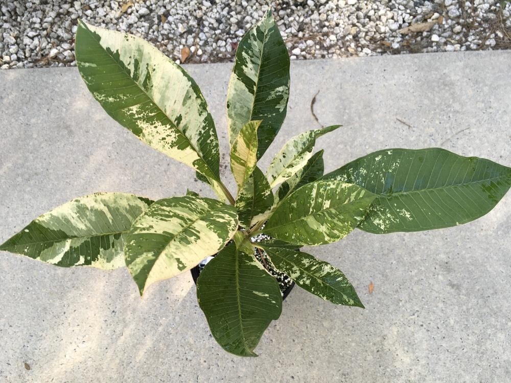 Red Blooming Variegated Leaf Plumeria rubra Frangipani Plant – ROOTED & GRAFTED