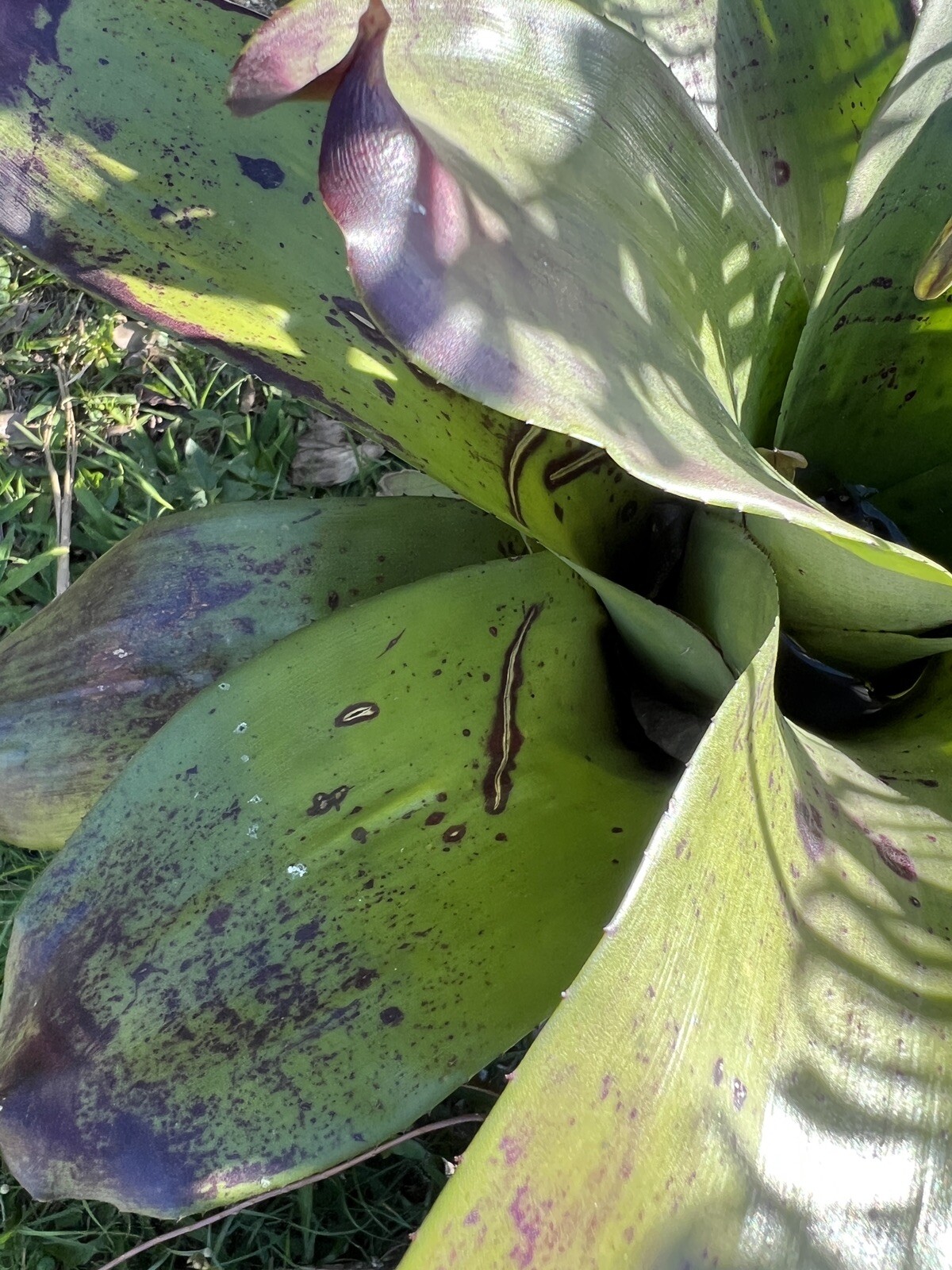 Exotic huge LANDSCAPE Pup Bromeliad green purple colorful -unbranded-