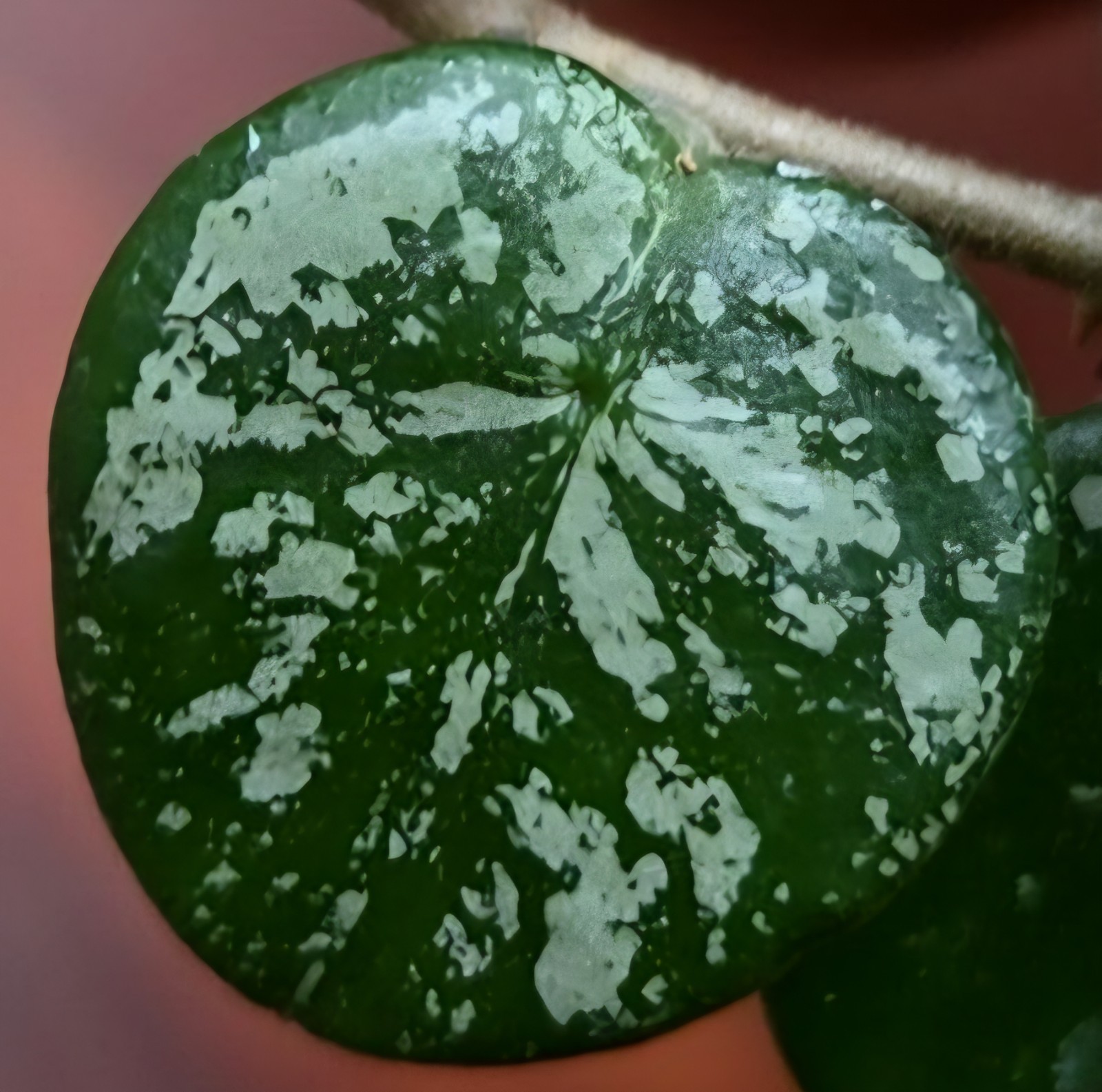 RARE Hoya Splashy Carnosa X Serpens 11″ Long No Monstera Philodendron Anthurium