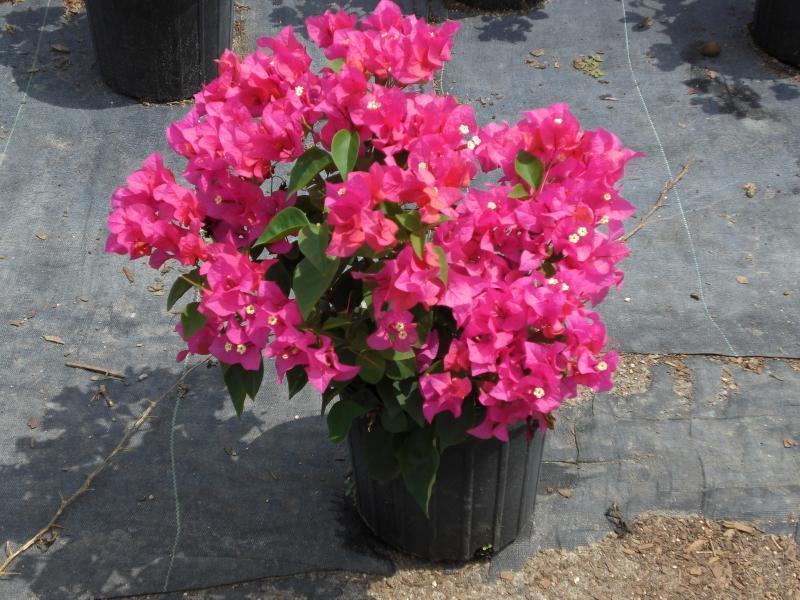 Bougainvillea – ‘Orange King’
