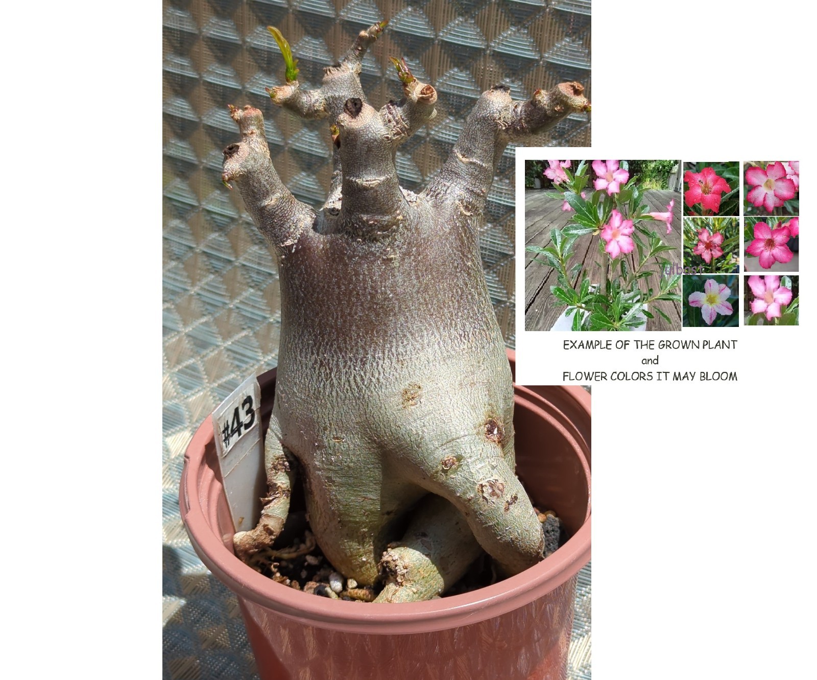 Live BLOOMING house plant Bonsai Caudex Desert Rose Adenium Succulent flower #43
