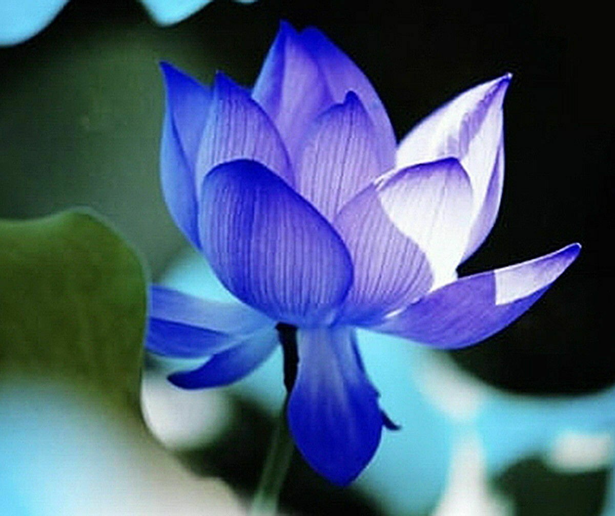 5 SACRED BLUE LOTUS SEEDS – Nelumbo Nucifera
