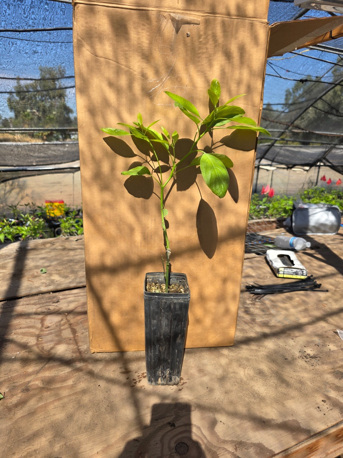 Avocado (Hass) Grafted Plants on Strong Zutano rootstock