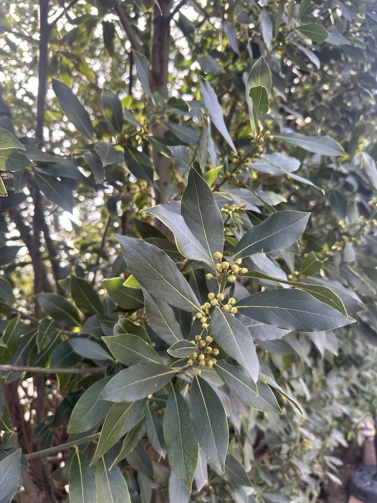 Laurus Nobilis Bay Leaf Laurel Tropical Plant Seeds Pack of 5