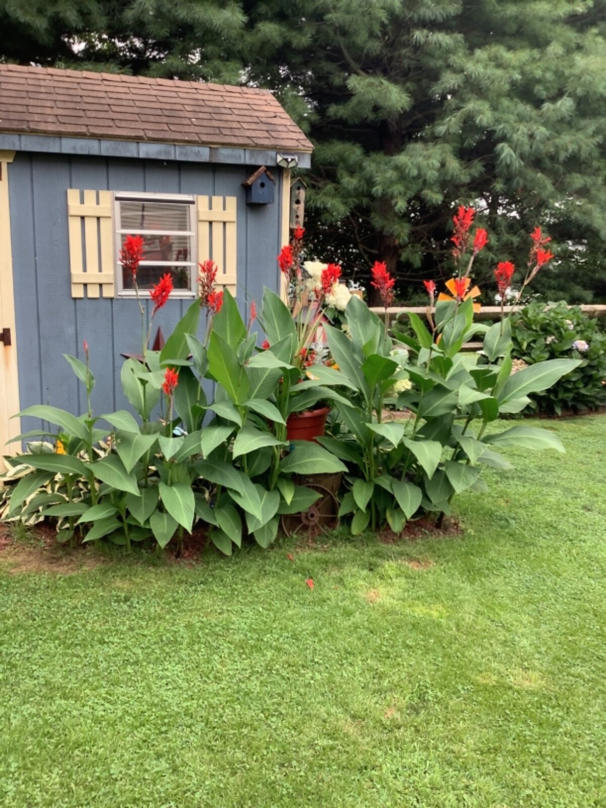 Canna Bulbs Red Jumbo Plants Tall Plants Lot Of (3) Green Leaf Lily Rhizomes