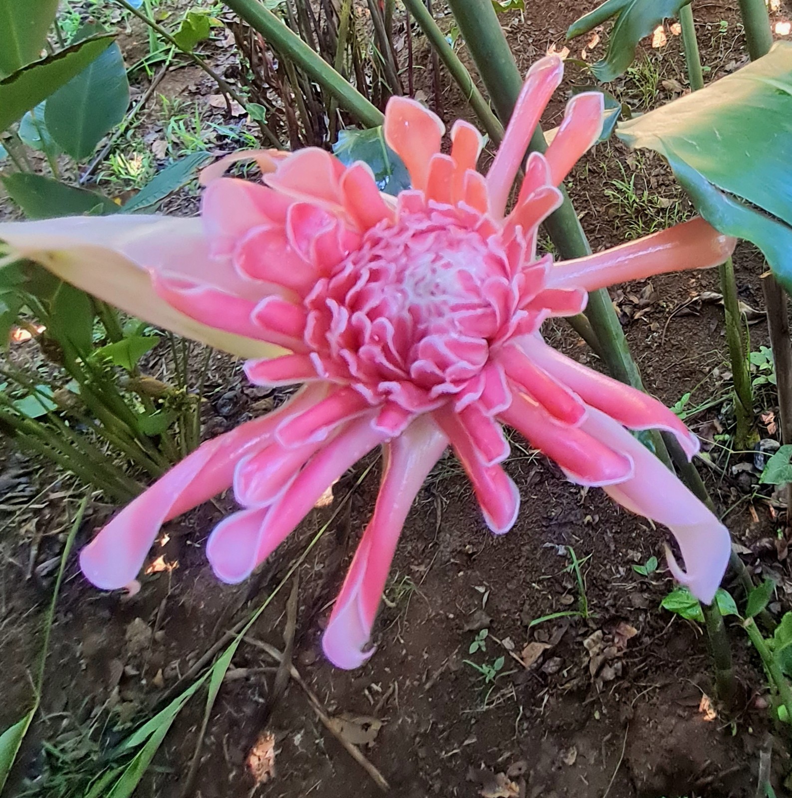 YAMAMOTO PINK TORCH GINGER ETLINGERA LIVE RHIZOME TROPICAL