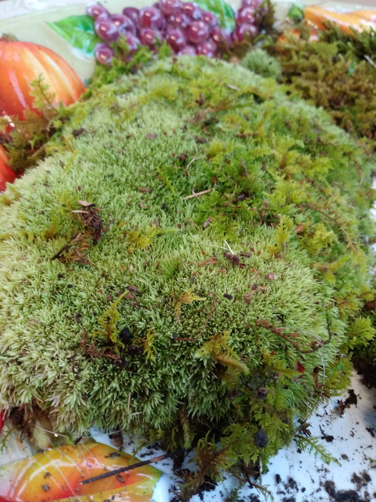 Live KENTUCKY Mood/Fern/Sheet Moss Perfect for Terrariums, Crafts, Gardens