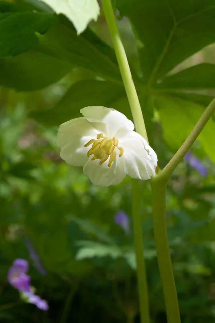 Mayapple Rhizomes Bare Root
