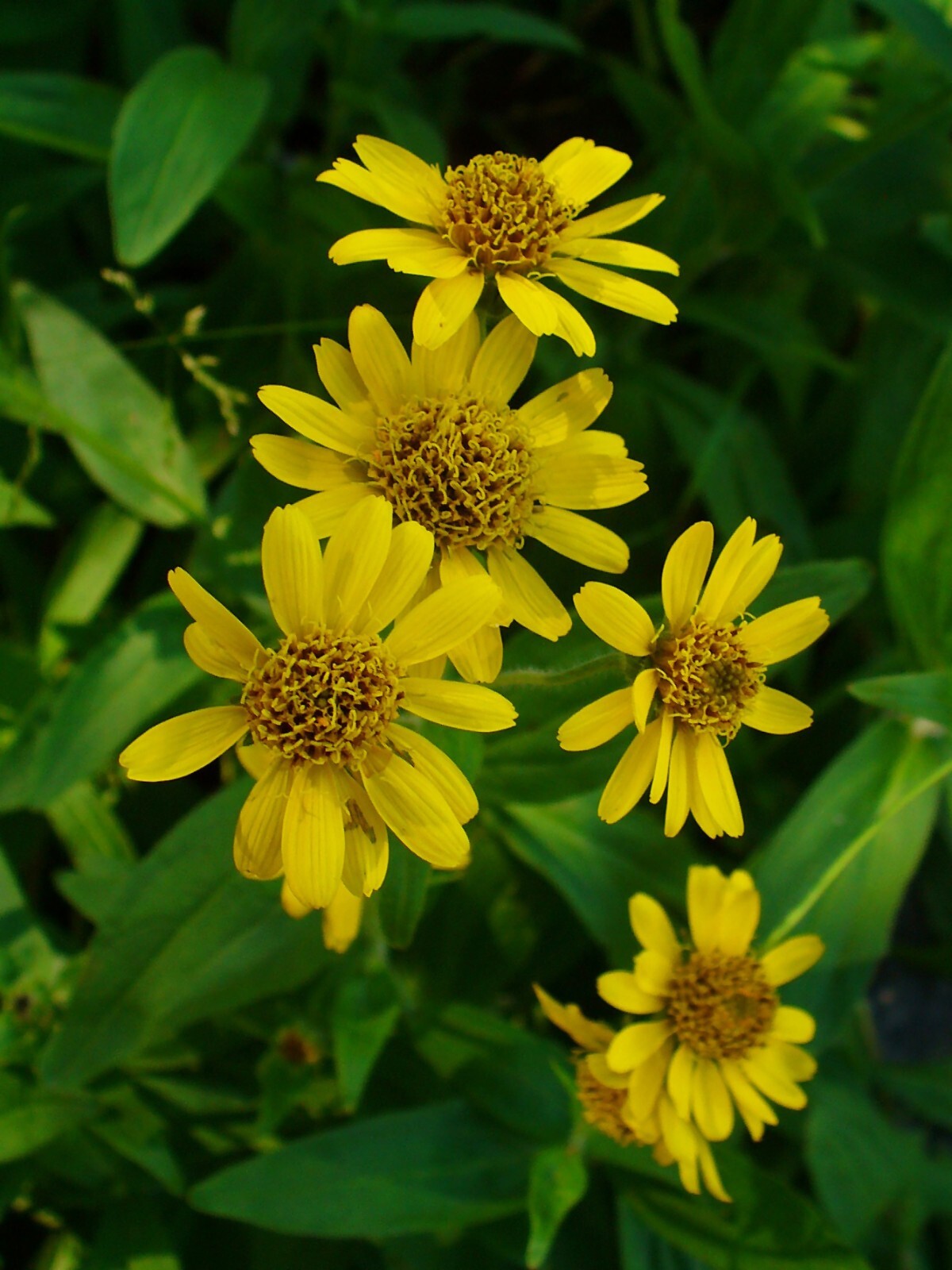 50 Arnica chamissonis seeds – Meadow Arnica Seeds – Beautiful Flower!