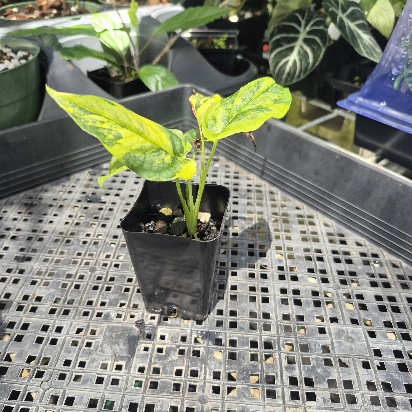 Monstera Siltepecana Aurea Variegated 2.5″ pot, Fedex 2day*