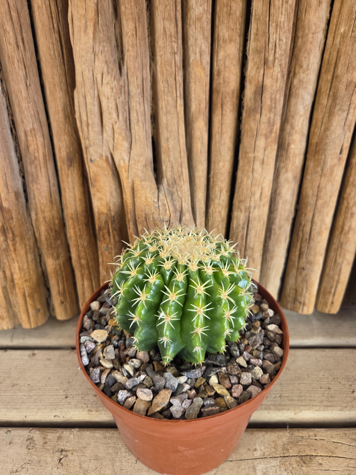 Echinocactus grusonii var. brevispinus