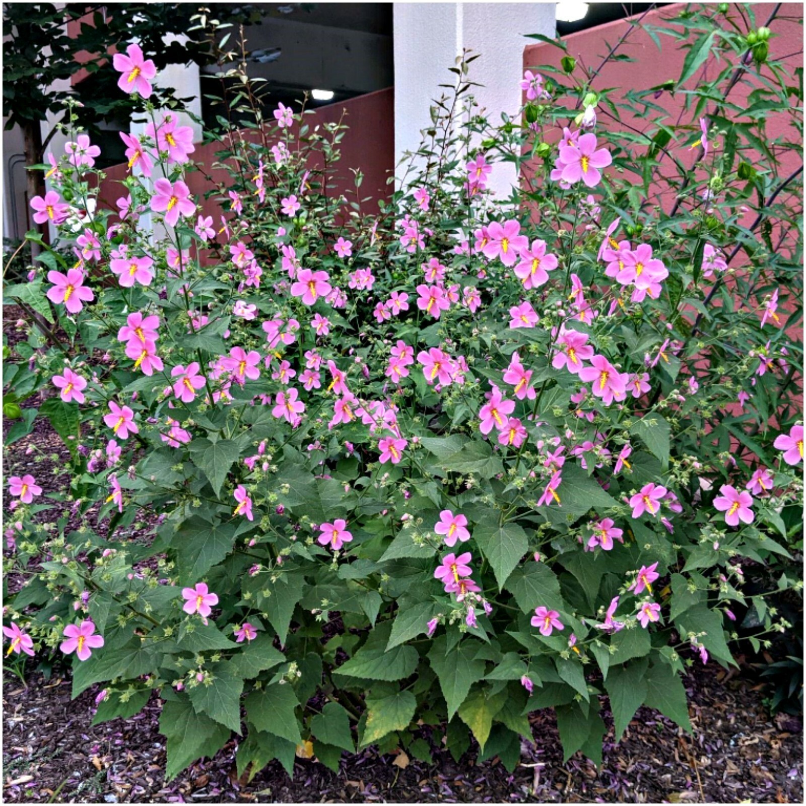 3 Varieties Of Hardy Perennial Hibiscus Seeds- 25 Seeds Each Pack