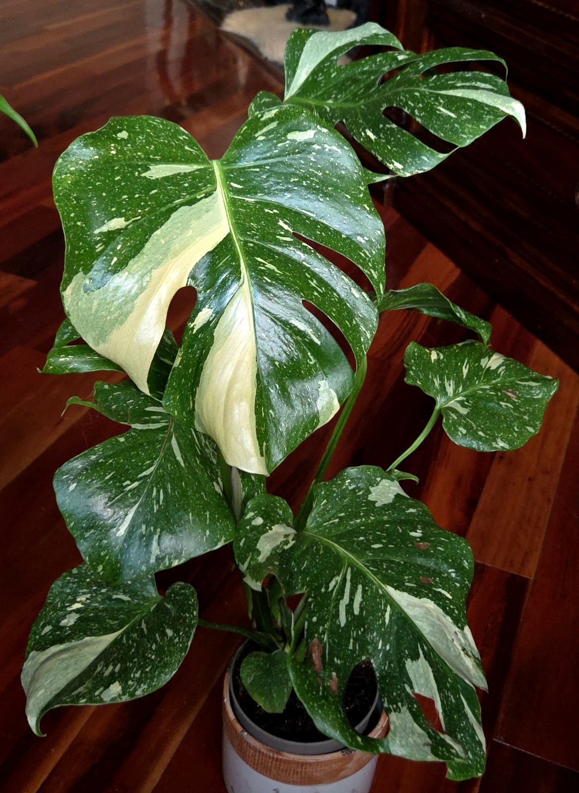Rare Monstera Thai Starlight Mint 24″ Tall Aroid Not Philodendron Anthurium