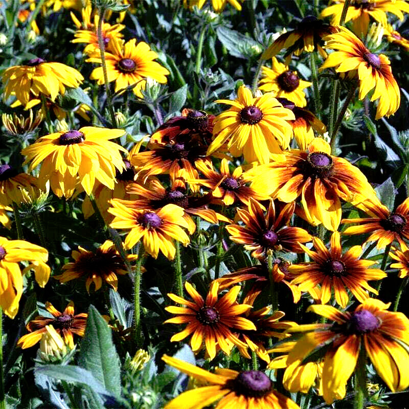 1000+ PERENNIAL WildFlower Seeds w/ Sunflowers Heirloom Pollinator Non-GMO