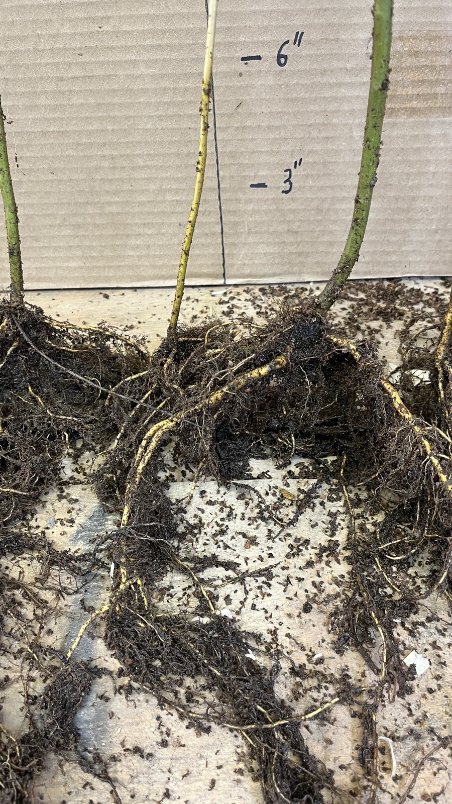 Quaking Aspen 1 year old live plant 14-22 inches tall