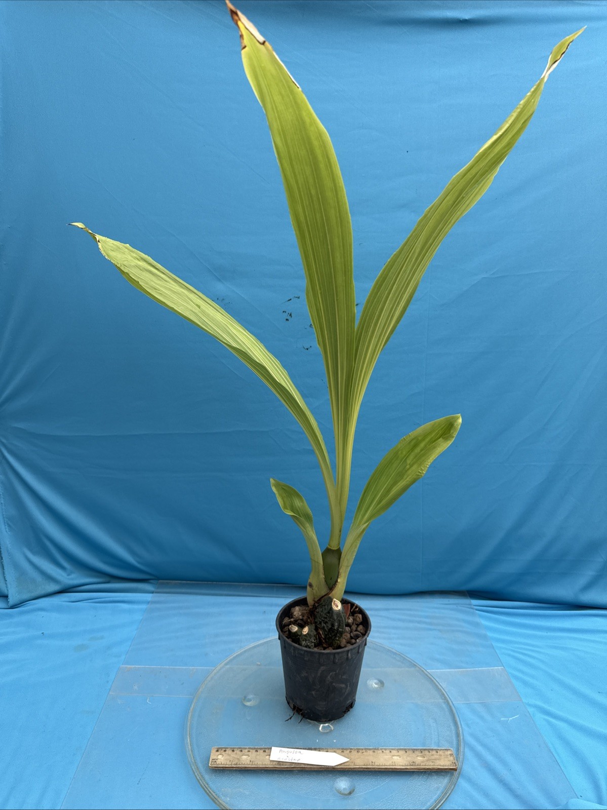 Anguloa X acostae Pink White Fragrant BS Orchid Hybrid 5.5” Pt Mature New Growth