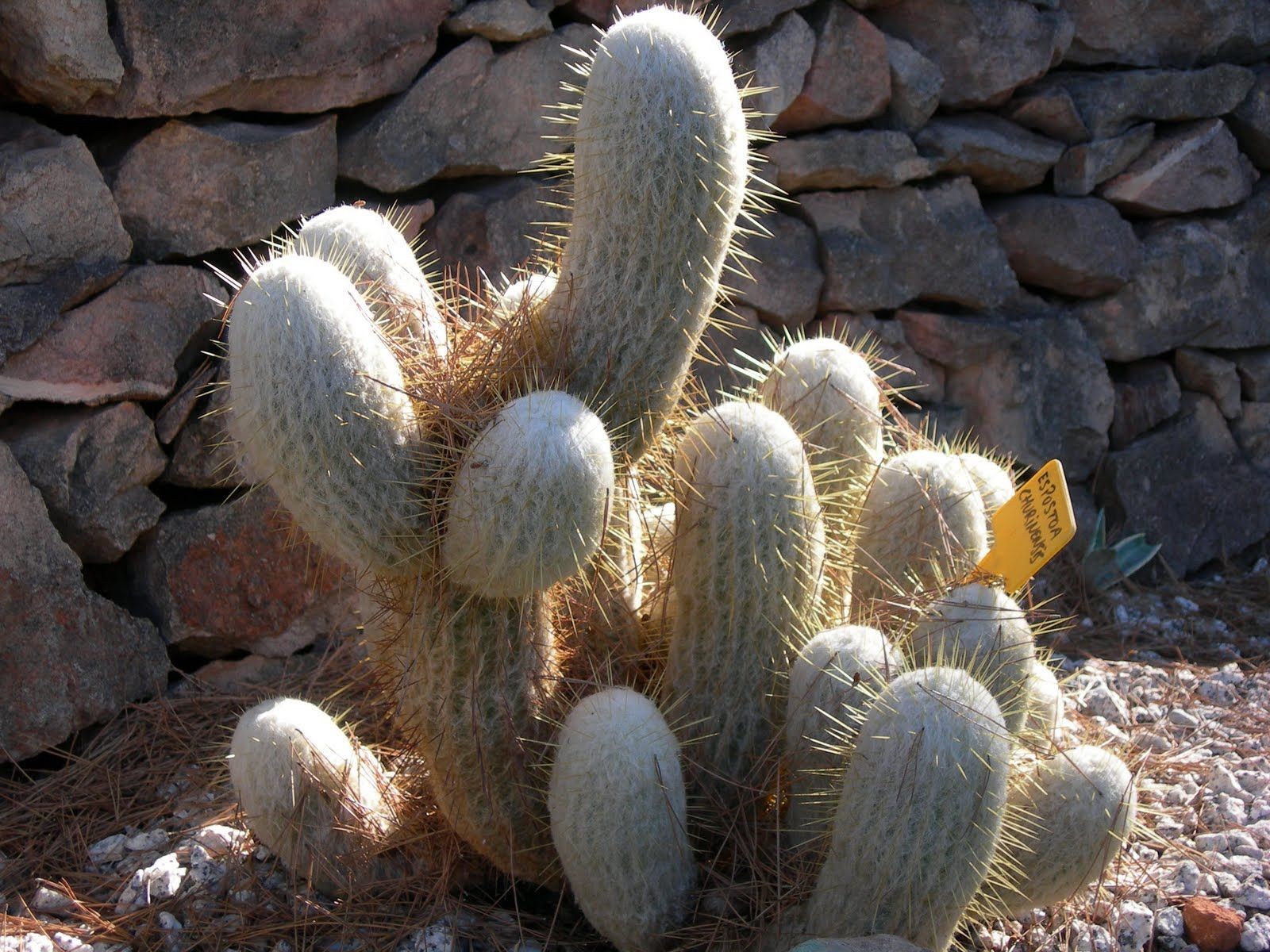 Espostoa Churinensis 8 Seeds Free Shipping!