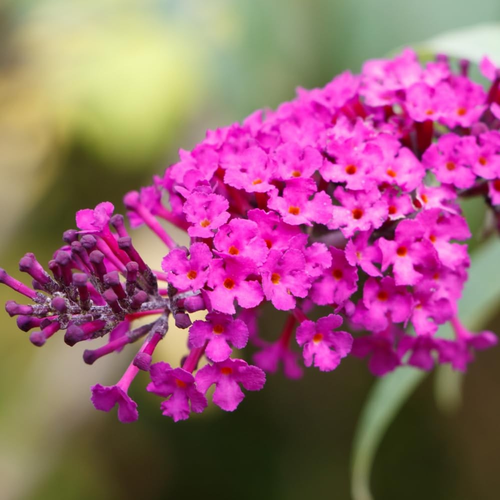 Dark Pink Buddleia Butterfly Bush Live Plant 4-8″ Perennial Ready Grow